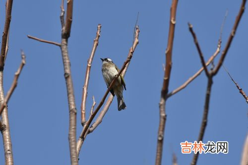 白头翁吃什么食物,白头翁鸟吃什么饲料