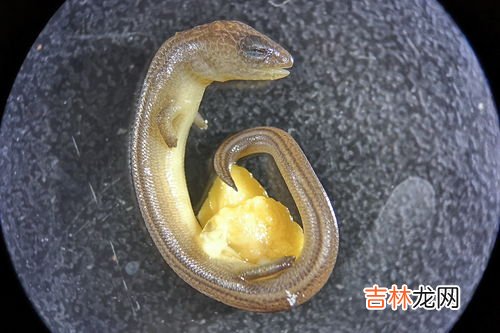 蝙蝠是胎生还是卵生,蝙蝠属于胎生还是卵生？