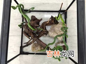 蝙蝠是胎生还是卵生,蝙蝠属于胎生还是卵生？