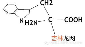 氨基酸的功效和作用,氨基酸的功效与作用