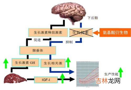 氨基酸的功效和作用,氨基酸的功效与作用