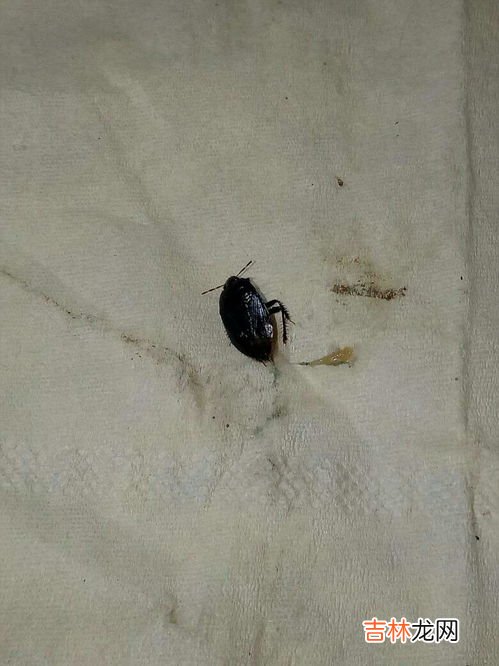 蟑螂卵是黑色的小粒么,在宿舍里放久的试卷上有图中这种一粒一粒的黑色颗粒,请问是什么,不会是蟑螂卵吧?