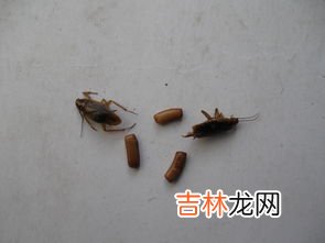 蟑螂卵是黑色的小粒么,在宿舍里放久的试卷上有图中这种一粒一粒的黑色颗粒,请问是什么,不会是蟑螂卵吧?