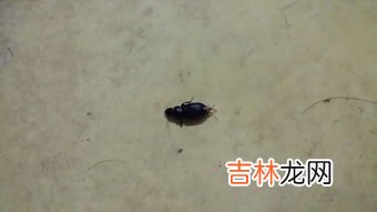 蟑螂卵是黑色的小粒么,在宿舍里放久的试卷上有图中这种一粒一粒的黑色颗粒,请问是什么,不会是蟑螂卵吧?