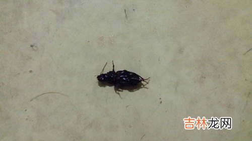 蟑螂卵是黑色的小粒么,在宿舍里放久的试卷上有图中这种一粒一粒的黑色颗粒,请问是什么,不会是蟑螂卵吧?