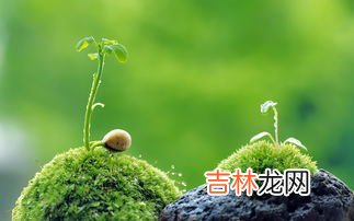 冰籽是什么植物,冰粉种子是一种什么植物？