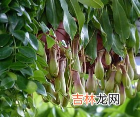 冰籽是什么植物,冰粉种子是一种什么植物？