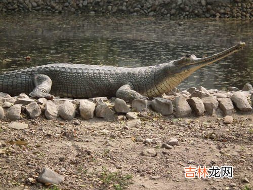 鳄鱼是鱼类吗,章鱼 鳄鱼 海龙，那个属于鱼类？