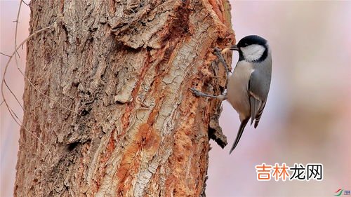 鸟为什么是人类的朋友,为什么鸟是人类的朋友