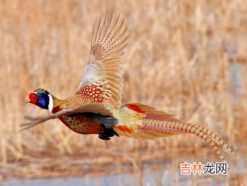 野鸡是几级保护动物,野鸡是几级国家保护动物?