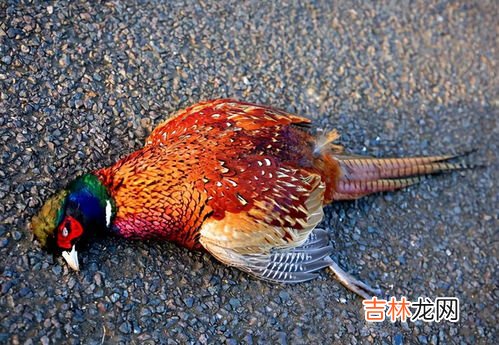 野鸡是几级保护动物,野鸡是几级国家保护动物?
