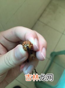 小金刚盘黑了补救方法,小金刚菩提子盘了上面有了黑斑怎么办