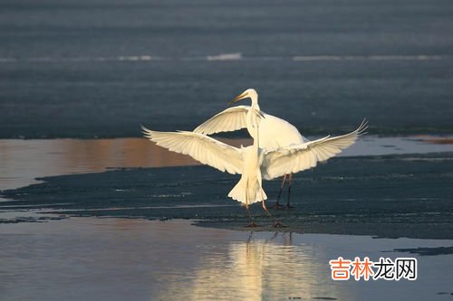 白鹭的腿有多长,白鹭的腿大约有多长