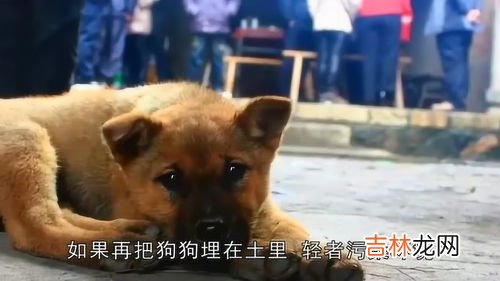 狗为什么不死在自己家,为什么老狗都死在外面，不死在家里