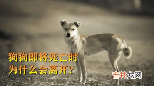 狗为什么不死在自己家,为什么老狗都死在外面，不死在家里