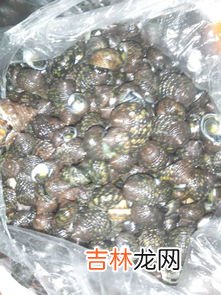 野生蜗牛能不能吃,野生蜗牛能吃吗？