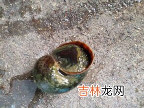 野生蜗牛能不能吃,野生蜗牛能吃吗？