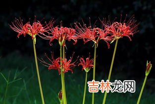 彼岸花种子什么样子,彼岸花的种子要怎么种