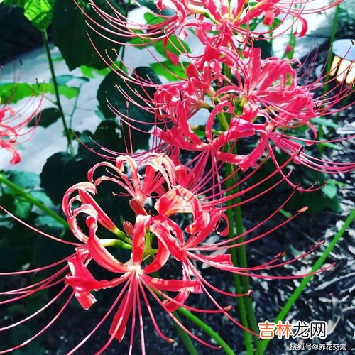 彼岸花种子什么样子,彼岸花的种子要怎么种