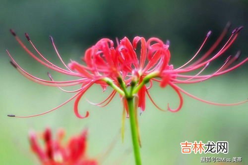 彼岸花种子什么样子,彼岸花的种子要怎么种