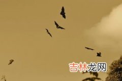 空调里有蝙蝠怎么驱赶,空调里进入蝙蝠怎么办有怎样处理方法