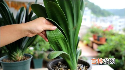 君子兰养殖方法,君子兰怎么养