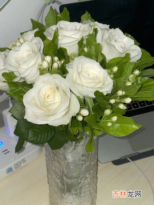 白玫瑰的花语,白玫瑰花语是什么