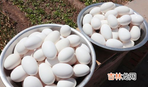 30个鹅蛋用多少盐腌制,鹅蛋怎么腌制用多少盐
