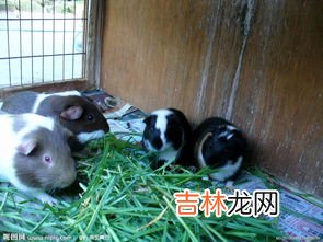 荷兰猪是什么动物,荷兰猪是什么动物