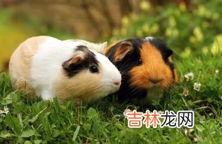 荷兰猪是什么动物,荷兰猪是什么动物