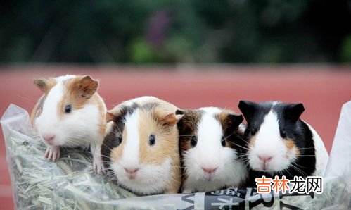 荷兰猪是什么动物,荷兰猪是什么动物