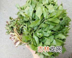 半枝莲的功效和作用,半枝莲的功效与作用 一起来看看