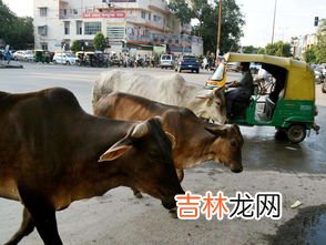 印度牛为什么那么地位高,为什么牛在印度那么重要？