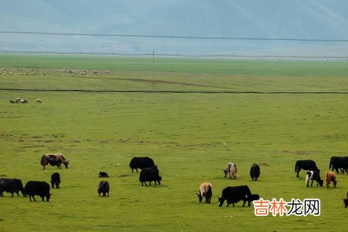 桑科草原海拔多少米,太原至甘南自驾游攻略