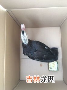 鸭子属于什么类动物,鸭子是什么动物