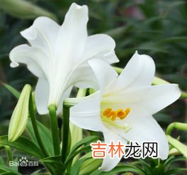 编笠百合花语是什么,各种颜色百合花语