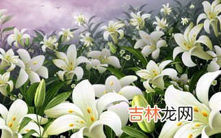 编笠百合花语是什么,各种颜色百合花语