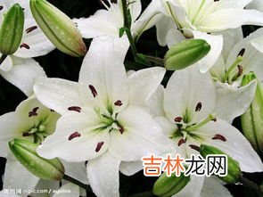 编笠百合花语是什么,各种颜色百合花语