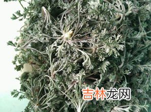 白蒿是什么,白蒿与茵陈外观非常相似，白蒿和茵陈有什么能够分辨的地方？