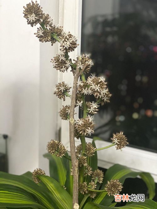 巴西木开花意味着什么,巴西木开花是什么兆头
