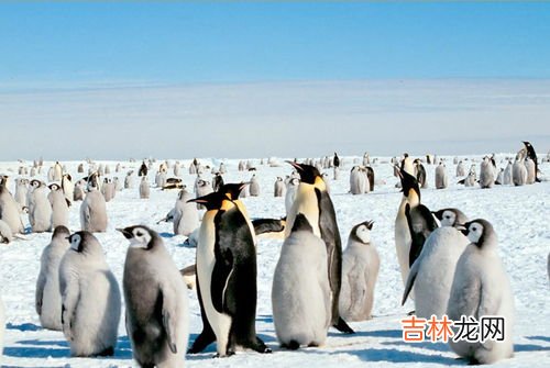 帝企鹅最长能潜水多久,世界上最大的企鹅是什么?