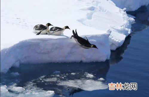 帝企鹅最长能潜水多久,世界上最大的企鹅是什么?