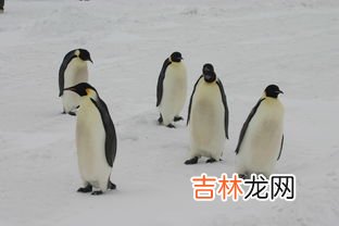 帝企鹅最长能潜水多久,世界上最大的企鹅是什么?