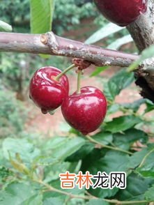 黄车厘子和红车厘子的区别,吃车厘子的好处