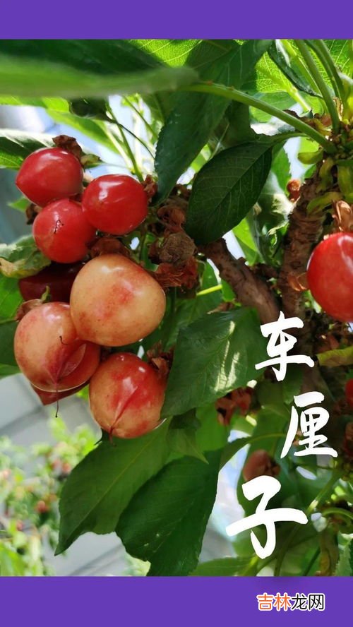 黄车厘子和红车厘子的区别,吃车厘子的好处