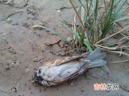 麻雀寿命自然有多长,麻雀的寿命一般是多少?