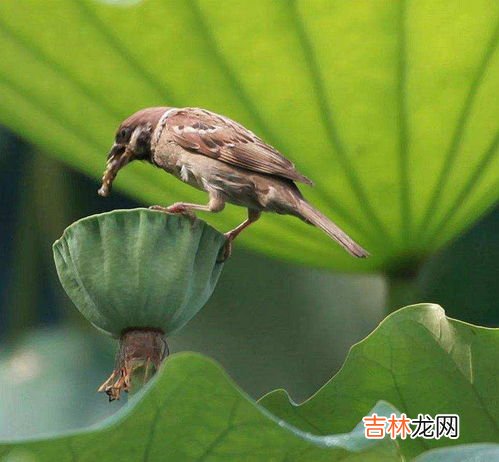麻雀寿命自然有多长,麻雀的寿命一般是多少?