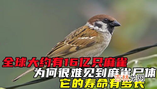 麻雀寿命自然有多长,麻雀的寿命一般是多少?
