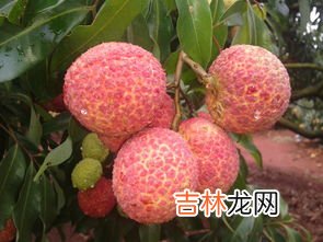 无核荔枝真的没有核吗,无核荔枝好吃吗