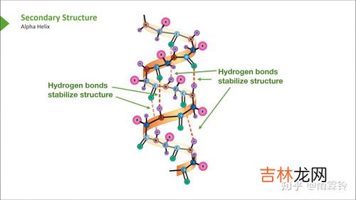 蛋白质的二级结构是什么,蛋白质的二级结构概念是什么？